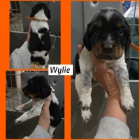 Wylie, a male English Springer Spaniel for sale in Marshall, MN – 1 of 2