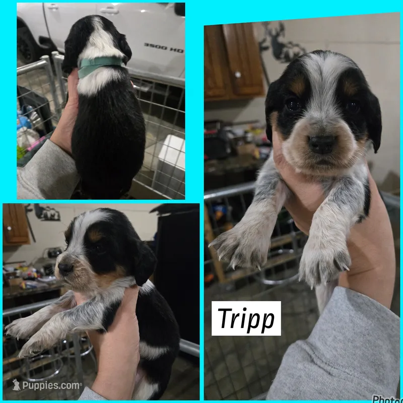 Tripp – English Springer Spaniel puppy for sale in Marshall, MN