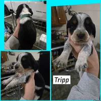Tripp, a male English Springer Spaniel for sale in Marshall, MN – 1 of 2
