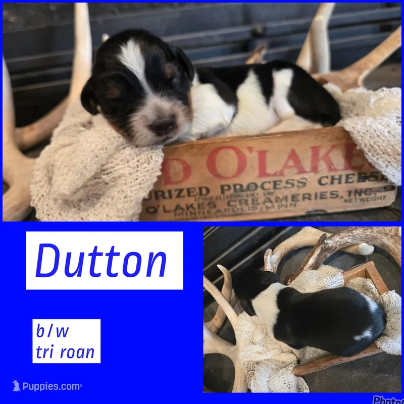 Dutton – English Springer Spaniel puppy for sale in Marshall, MN