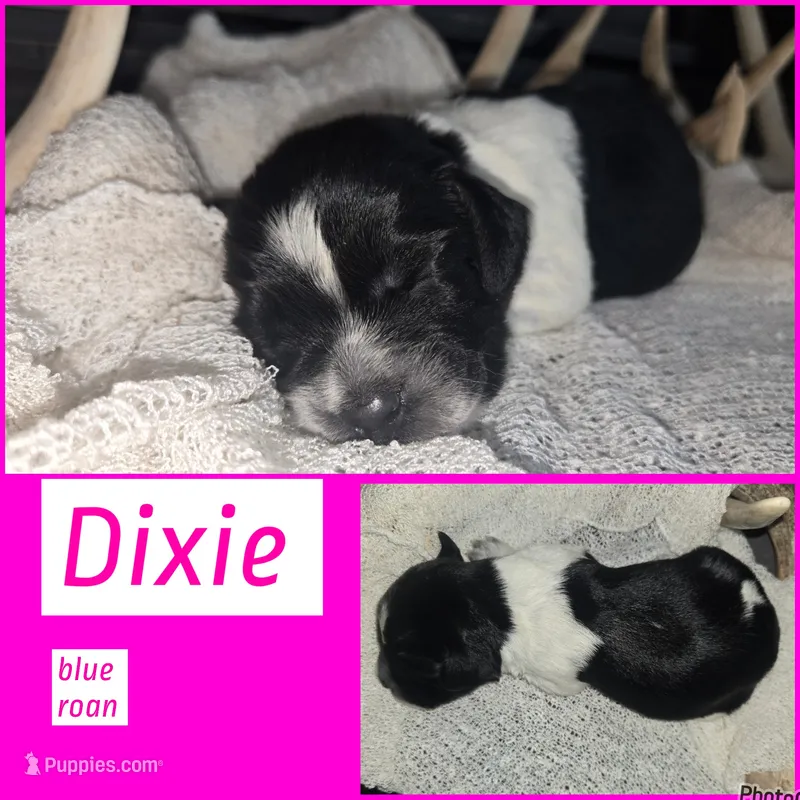 Dixie – English Springer Spaniel puppy for sale in Marshall, MN