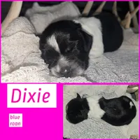 Dixie, a female English Springer Spaniel for sale in Marshall, MN – 1 of 2