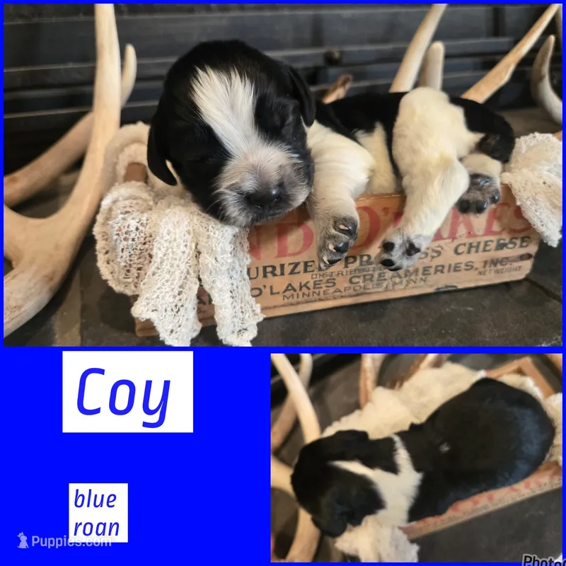 Coy – English Springer Spaniel puppy for sale in Marshall, MN