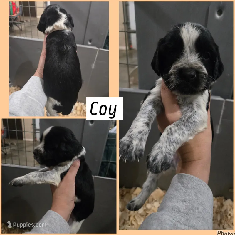 Coy – English Springer Spaniel puppy for sale in Marshall, MN