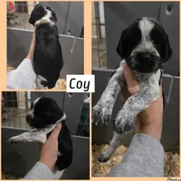 Coy, a male English Springer Spaniel for sale in Marshall, MN – 1 of 2