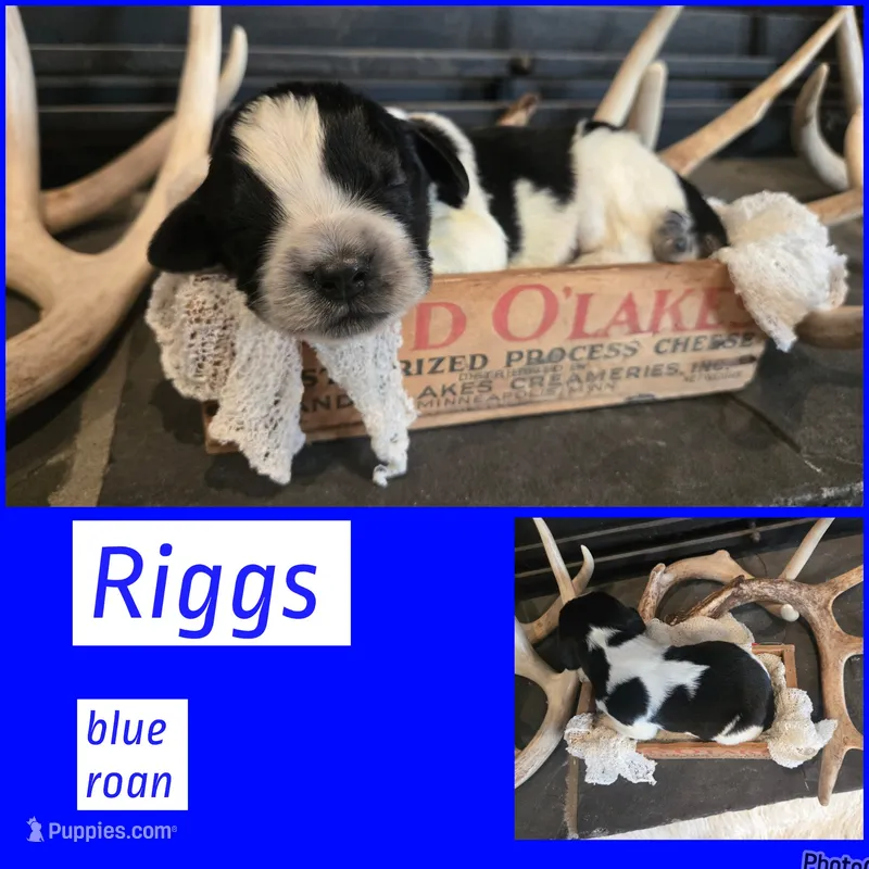 Riggs – English Springer Spaniel puppy for sale in Marshall, MN