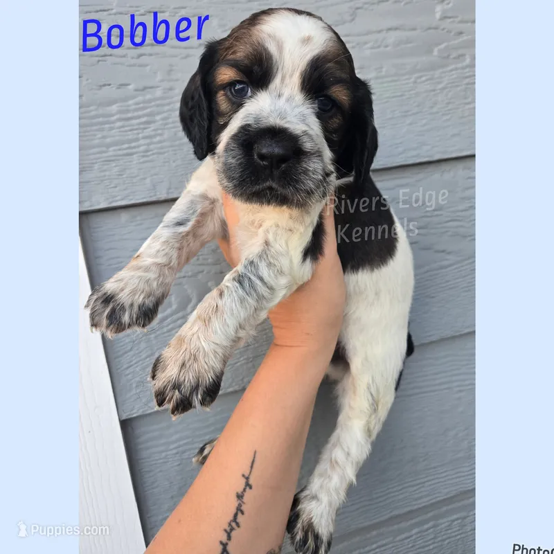 Bobber – English Springer Spaniel puppy for sale in Marshall, MN