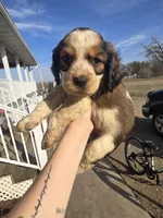 Gunner, a male English Springer Spaniel for sale in Marshall, MN – Photo 1 of 7