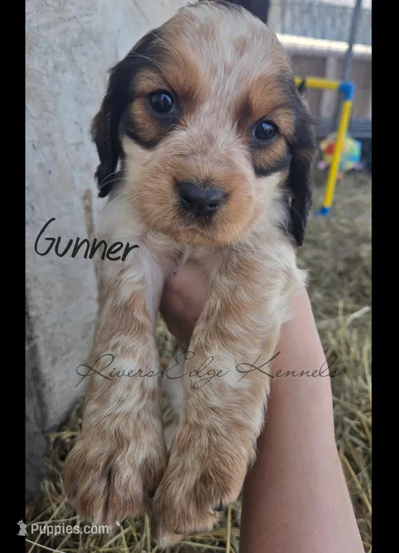 Gunner – English Springer Spaniel puppy for sale in Marshall, MN