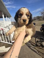 Gunner, a male English Springer Spaniel for sale in Marshall, MN – Photo 4 of 7