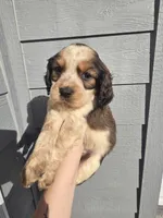 Gunner, a male English Springer Spaniel for sale in Marshall, MN – Photo 2 of 7
