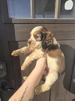 Gunner, a male English Springer Spaniel for sale in Marshall, MN – Photo 3 of 7