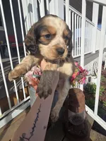 Gunner, a male English Springer Spaniel for sale in Marshall, MN – Photo 6 of 7