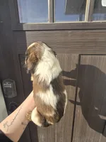 Gunner, a male English Springer Spaniel for sale in Marshall, MN – Photo 7 of 7