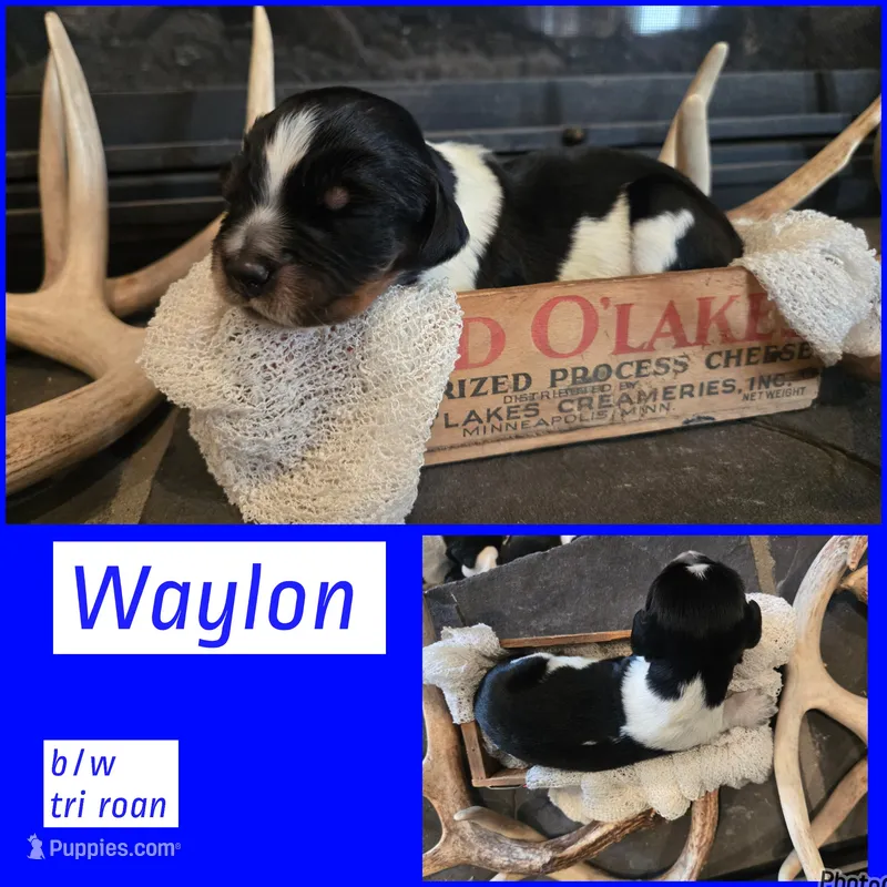 Waylon – English Springer Spaniel puppy for sale in Marshall, MN