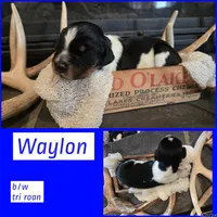 Waylon, a male English Springer Spaniel for sale in Marshall, MN – 1 of 2
