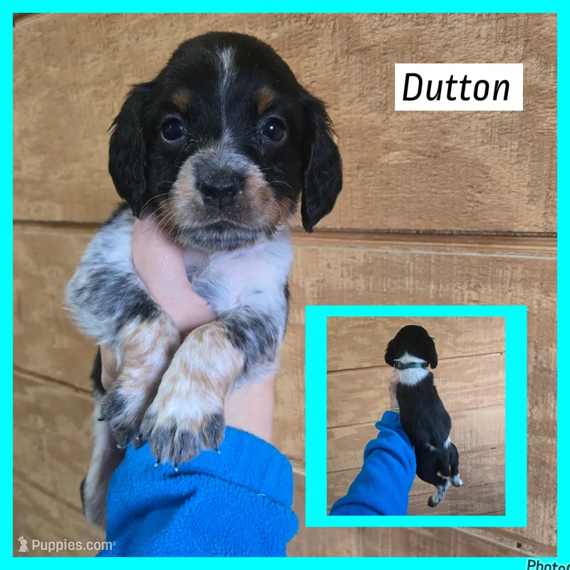 Dutton – English Springer Spaniel puppy for sale in Marshall, MN