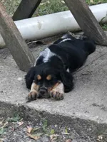Cilla, a female English Springer Spaniel for sale in Marshall, MN – 8 of 9