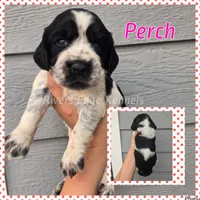 Perch, a  English Springer Spaniel for sale in Marshall, MN – 1 of 1