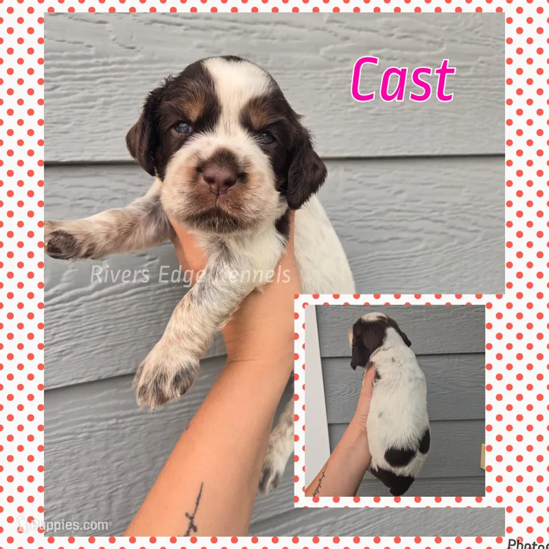 Cast – English Springer Spaniel puppy for sale in Marshall, MN