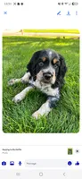 Cilla, a female English Springer Spaniel for sale in Marshall, MN – 2 of 9