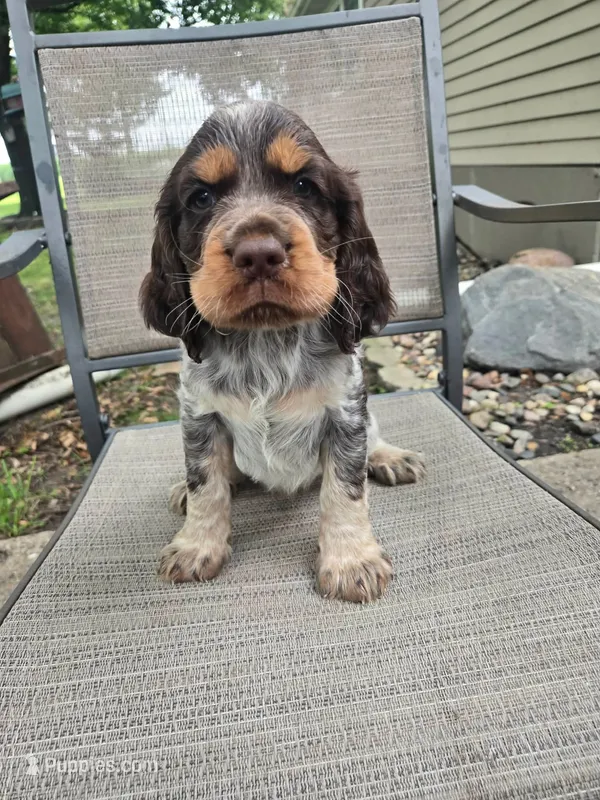 Cilla – English Springer Spaniel puppy for sale in Marshall, MN