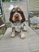 Cilla, a female English Springer Spaniel for sale in Marshall, MN – 1 of 9