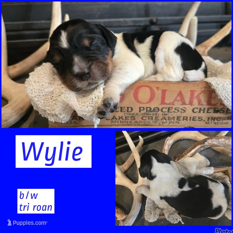 Wylie – English Springer Spaniel puppy for sale in Marshall, MN