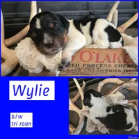 Wylie, a male English Springer Spaniel for sale in Marshall, MN – 1 of 2