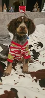 Cilla, a female English Springer Spaniel for sale in Marshall, MN – 6 of 9