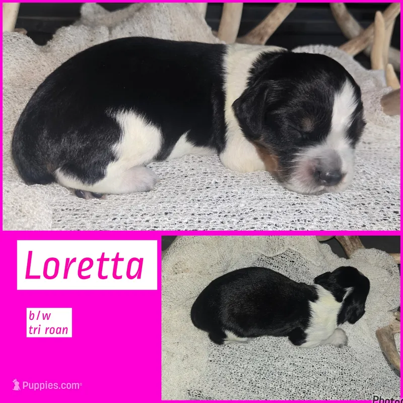 Loretta – English Springer Spaniel puppy for sale in Marshall, MN