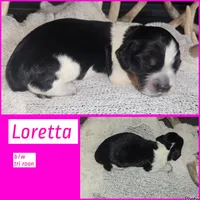 Loretta, a female English Springer Spaniel for sale in Marshall, MN – 1 of 2
