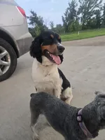 Beulah, a female English Springer Spaniel for sale in Marshall, MN – 8 of 9