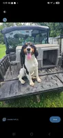 Beulah, a female English Springer Spaniel for sale in Marshall, MN – 7 of 9