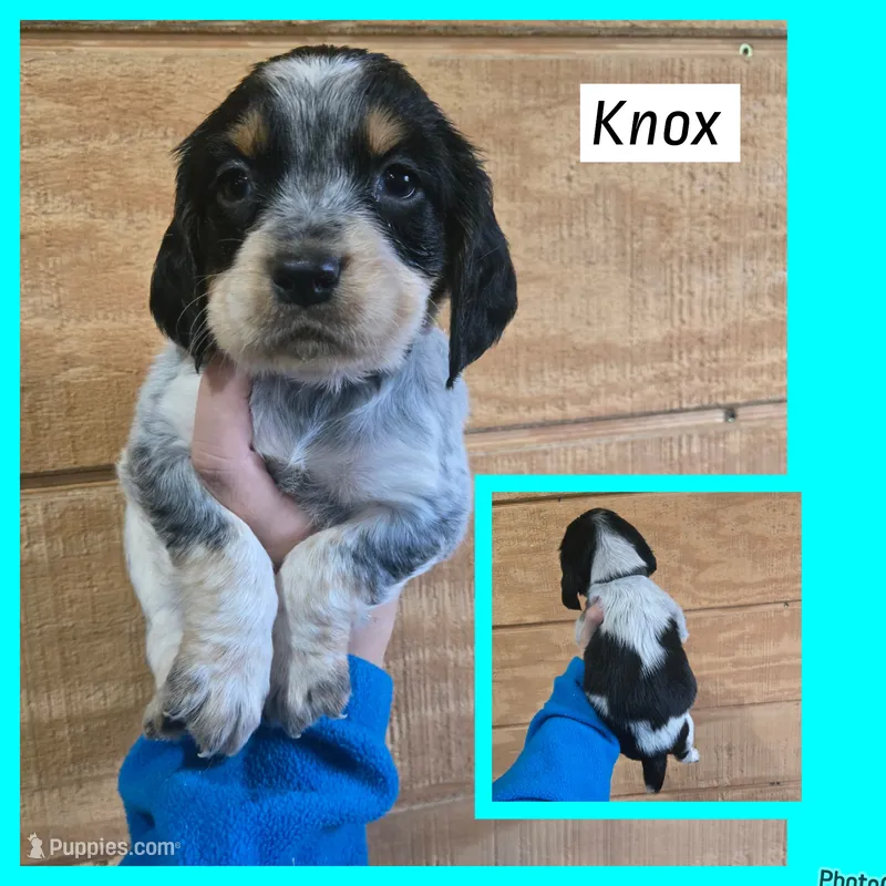 Knox – English Springer Spaniel puppy for sale in Marshall, MN