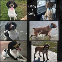 Cilla, a female English Springer Spaniel for sale in Marshall, MN – 9 of 9