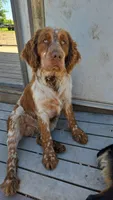 Shooter , a male English Springer Spaniel for sale in Marshall, MN – Photo 5 of 8