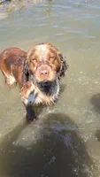 Shooter , a male English Springer Spaniel for sale in Marshall, MN – Photo 6 of 8