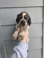 Shooter , a male English Springer Spaniel for sale in Marshall, MN – Photo 2 of 8