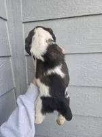 Shooter , a male English Springer Spaniel for sale in Marshall, MN – Photo 4 of 8