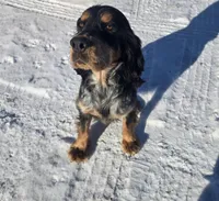 Shooter , a male English Springer Spaniel for sale in Marshall, MN – Photo 7 of 8