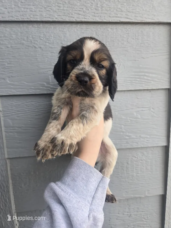 Shooter  – English Springer Spaniel puppy for sale in Marshall, MN