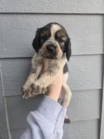 Shooter , a male English Springer Spaniel for sale in Marshall, MN – Photo 1 of 8