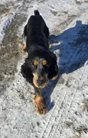 Shooter , a male English Springer Spaniel for sale in Marshall, MN – Photo 8 of 8