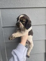 Shooter , a male English Springer Spaniel for sale in Marshall, MN – Photo 3 of 8