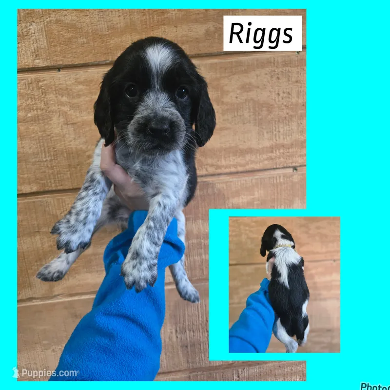 Riggs – English Springer Spaniel puppy for sale in Marshall, MN