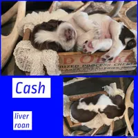 Cash, a male English Springer Spaniel for sale in Marshall, MN – 1 of 2