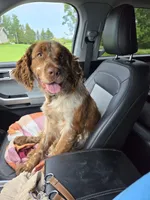 Buck, a male English Springer Spaniel for sale in Marshall, MN – Photo 4 of 4