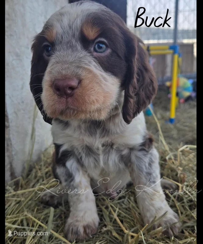 Buck – English Springer Spaniel puppy for sale in Marshall, MN