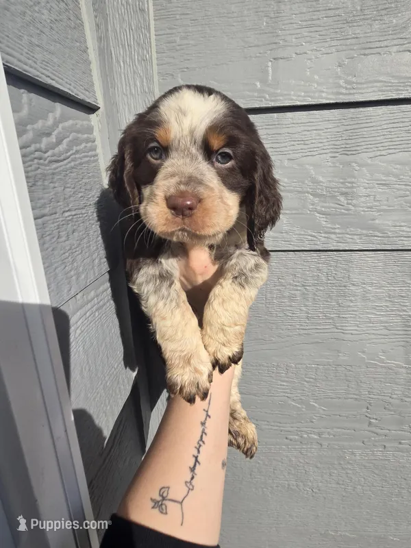Buck – English Springer Spaniel puppy for sale in Marshall, MN